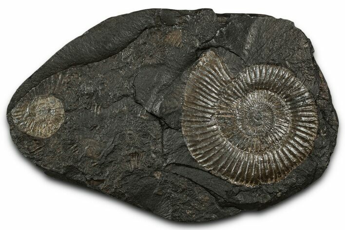 Fossil Ammonite Cluster - Posidonia Shale, Germany #353542
